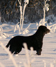 joulukuu 2010, kuva: Seija Vahtera