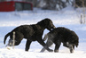 maaliskuu 2011, kuva: Sanna Sierilä