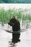 Caballus Oscar "Osku", om. Sari Lehtonen-Lammi, kuva: Pertti Lammi