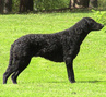 Curlicue's Quick All Day "Bente", om. Nina Talola, kuva: Mika Talola