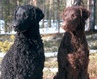 Curlicue's Rosy Memory "Rosi" & Springcurl Keepthefaith "Kaneli", om. Paula Sarkkinen, kuva: Paula Sarkkinen