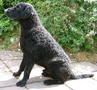 Malanis Ranger "Miihkali", om. Sanna Vauhkonen, kuva: Sanna Vauhkonen