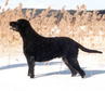 Mowinos Armidale "Anton", om. Nina Talola, kuva: Nina Talola