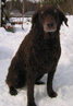 Ruby "Hiski", om. Satu Burtsoff, kuva: Satu Burtsoff
