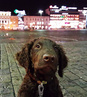 marraskuu 2015, kuva: Mikael Montonen