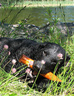 heinäkuu 2009, kuva: Marika Simelius